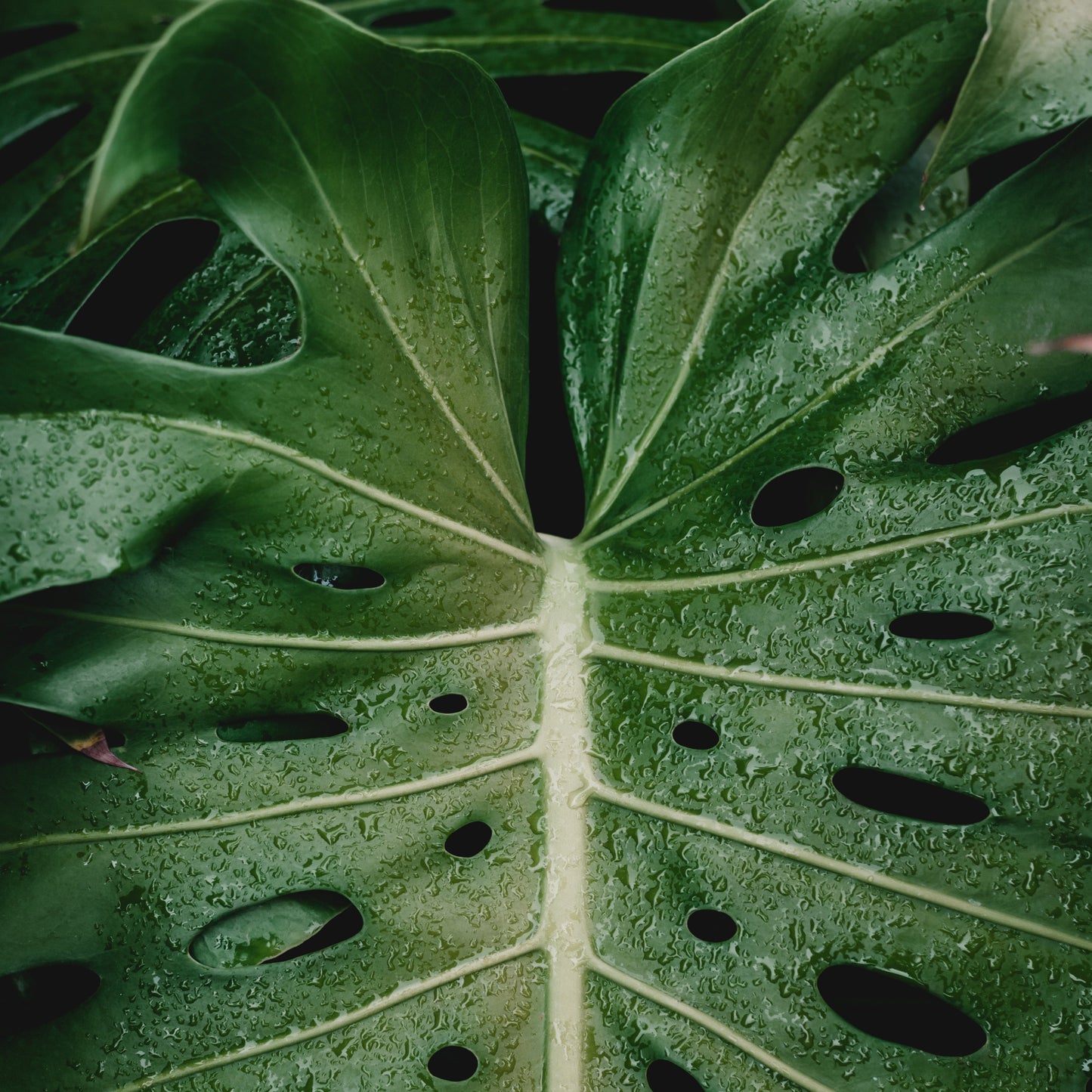 Montsera Leaf
